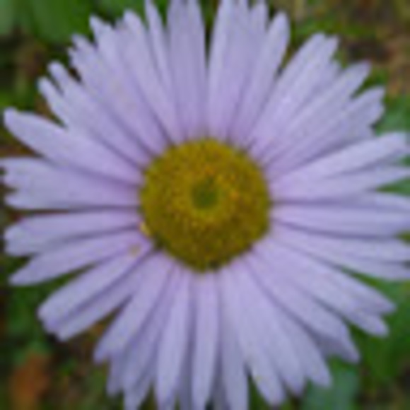 Meet your Posher, Eva - Picture 1 of 1